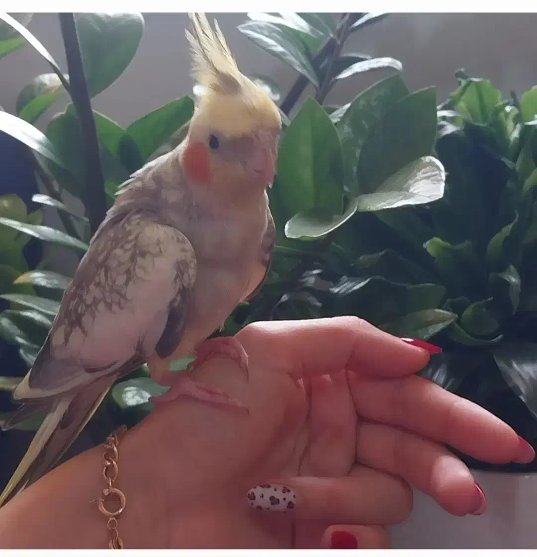 عروس هلندی نر|پرنده|فومن, |دیوار