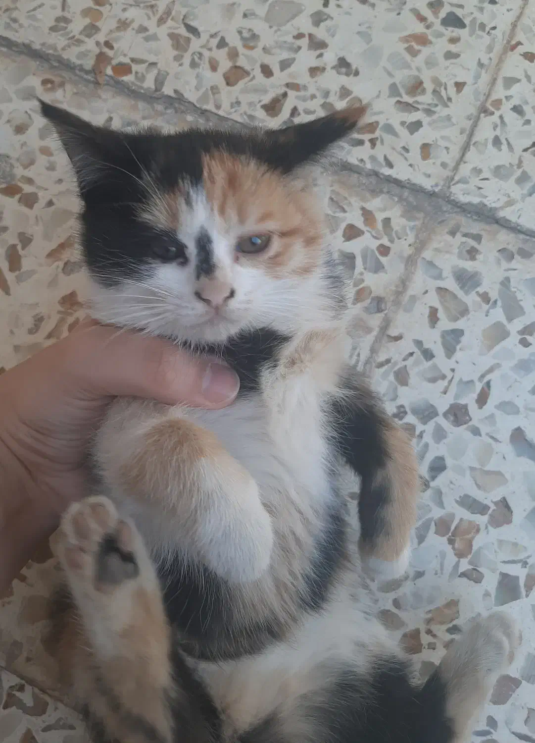 واگذاری بچه گربه|گربه|شهرکرد, |دیوار