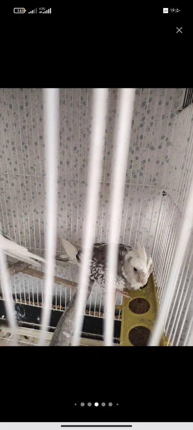 یک جفت عروس ایزابلا|پرنده|بجنورد, |دیوار