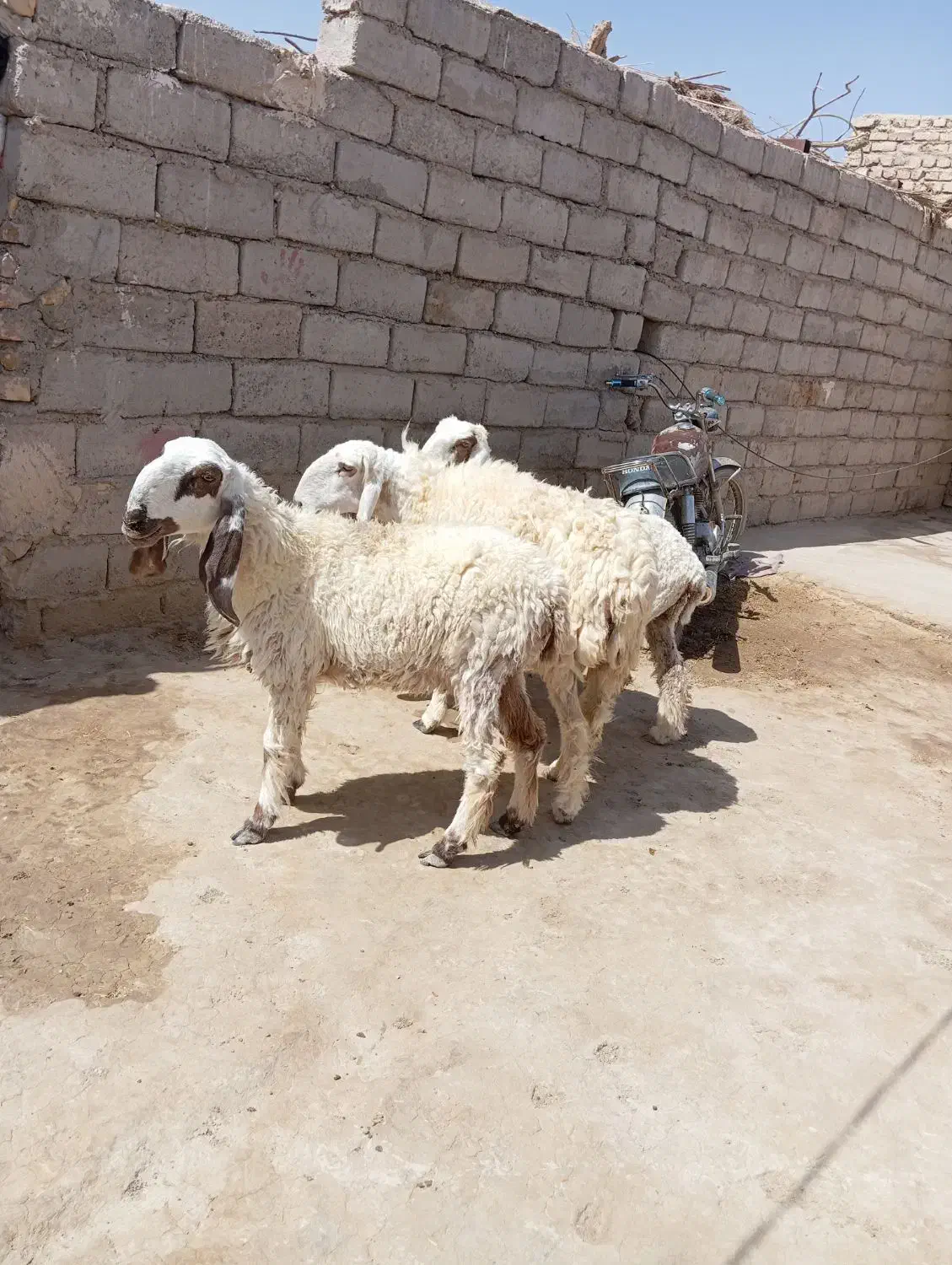 سه تا گوسفند پاکستانی جوان دوقلوزاه ابست|حیوانات مزرعه|زابل, |دیوار