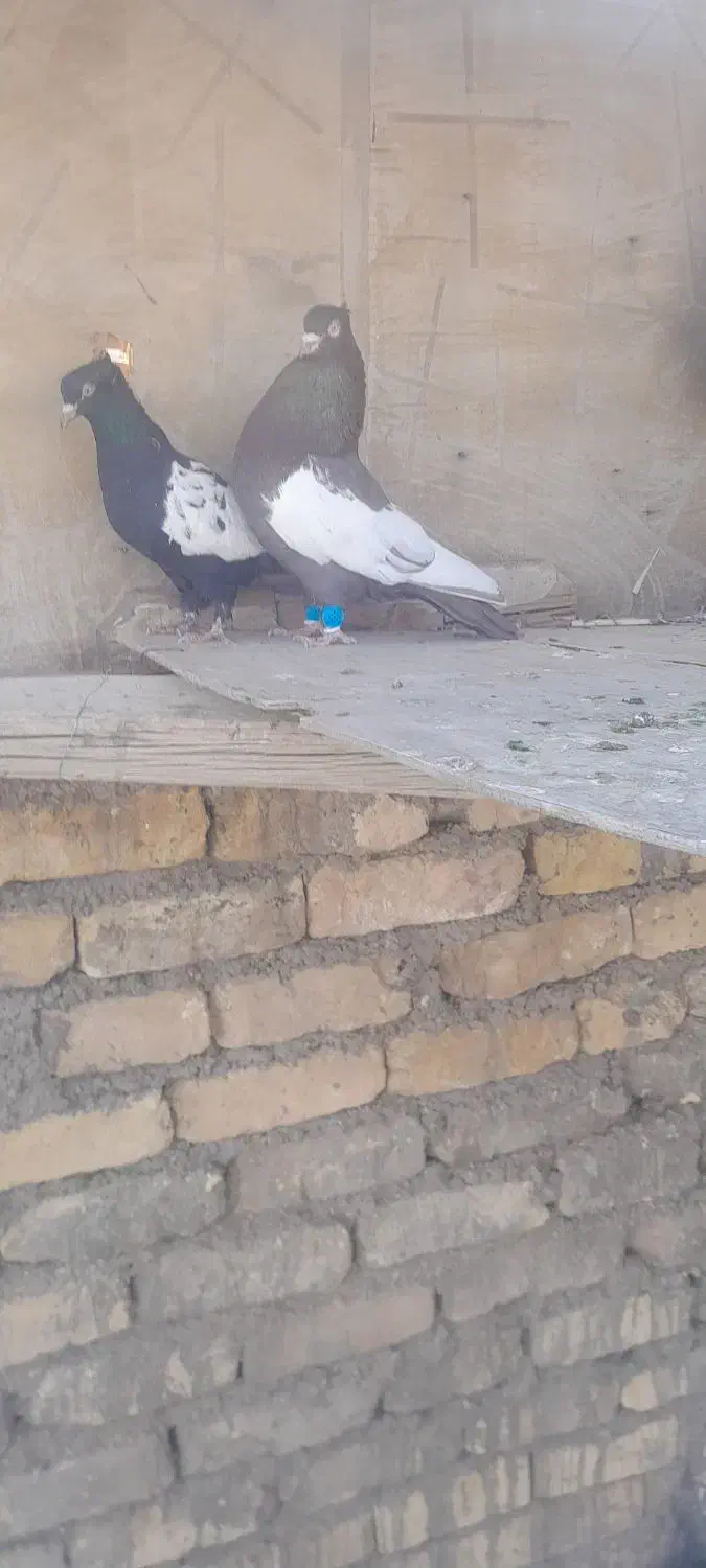 کفتره ببهونی بزن|پرنده|شیراز, شهرک گلها|دیوار