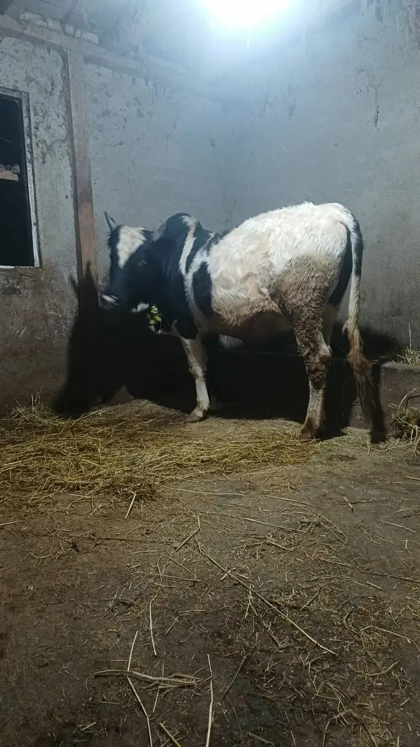 ورزا محلی دو وقت|حیوانات مزرعه|رشت, پل تالشان|دیوار