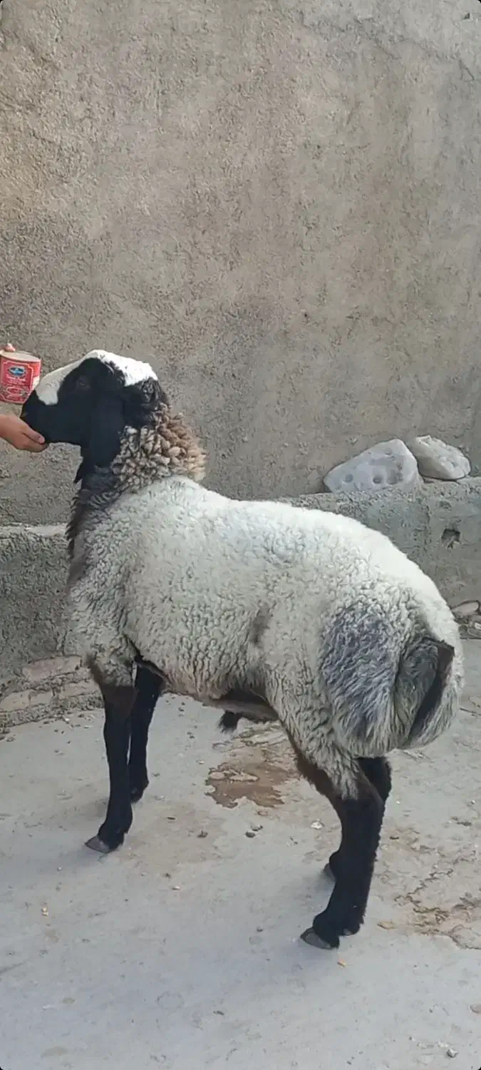 بره قوچی بسیار زیبا|حیوانات مزرعه|تاکستان, |دیوار