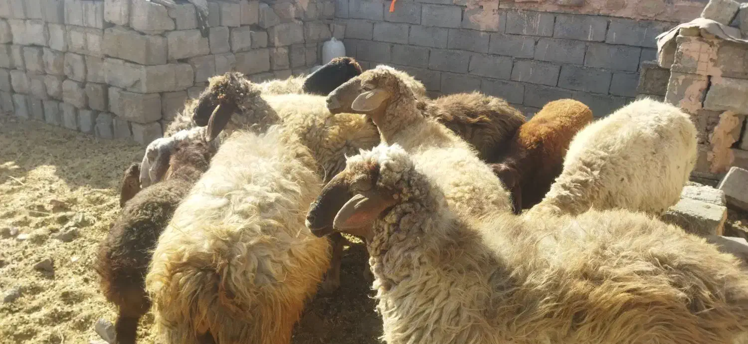 میش آبستن  بره شیری رگا شده   مرغ و خروس برهما|حیوانات مزرعه|سبزوار, صالح آباد|دیوار