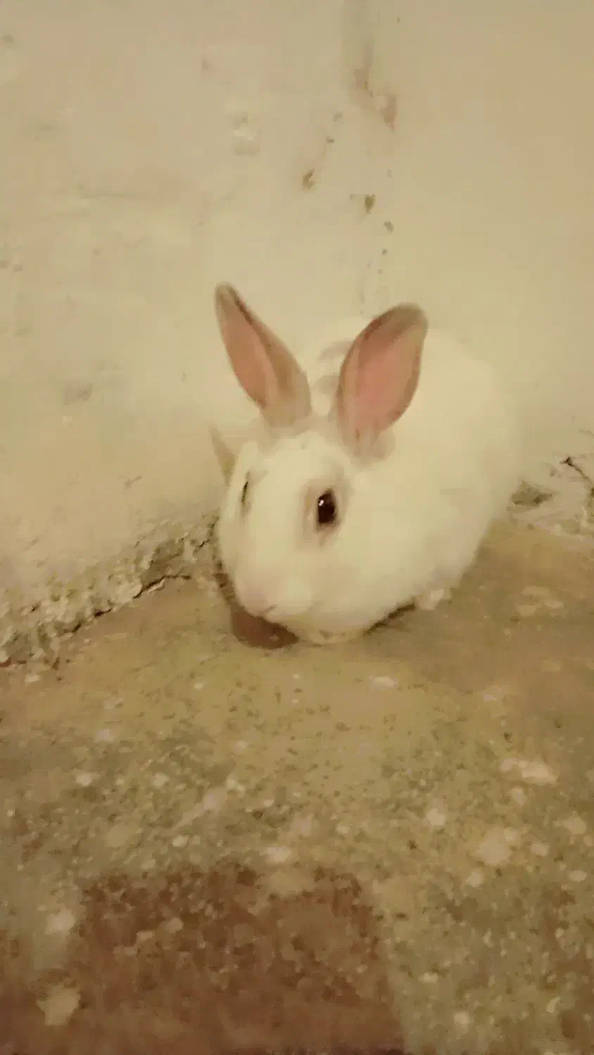 خرگوش|موش و خرگوش|طرقبه, |دیوار