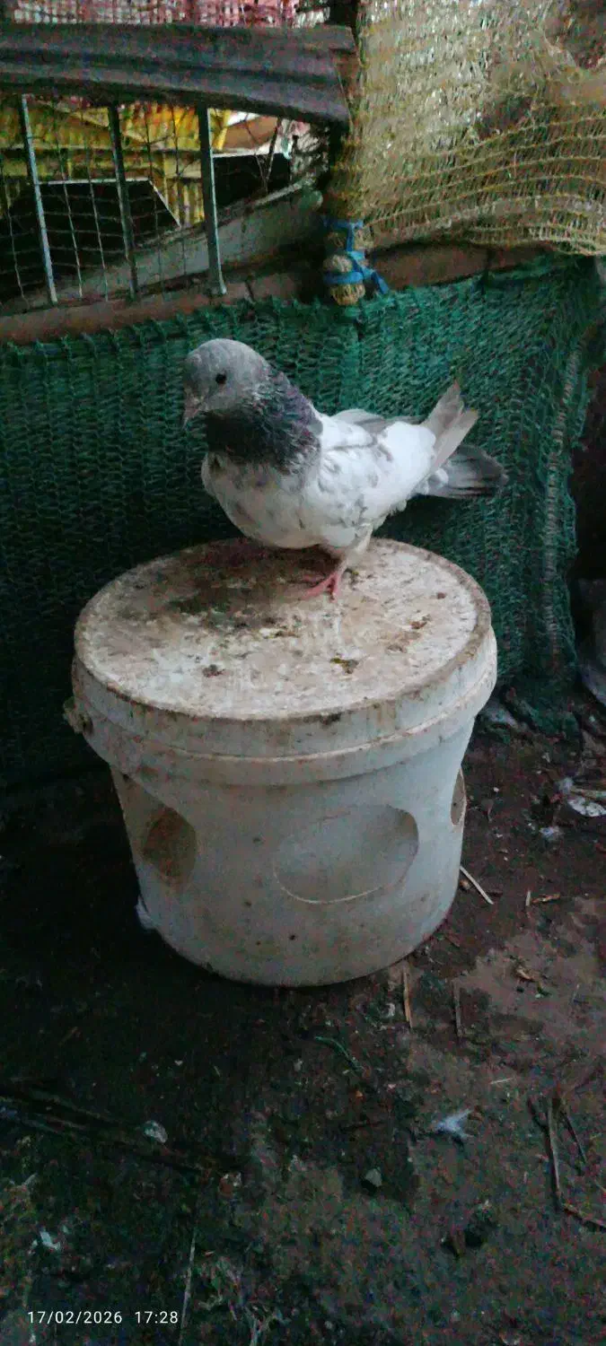 کفتر|پرنده|جیرفت, |دیوار