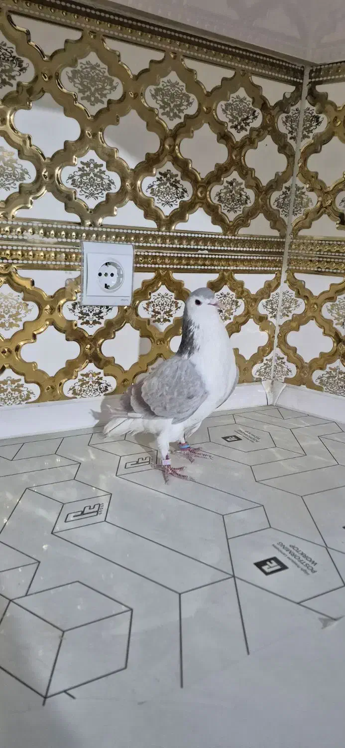 کبوتر بدرنگ .دمگیر|پرنده|شاهین‌شهر, گزبرخوار|دیوار