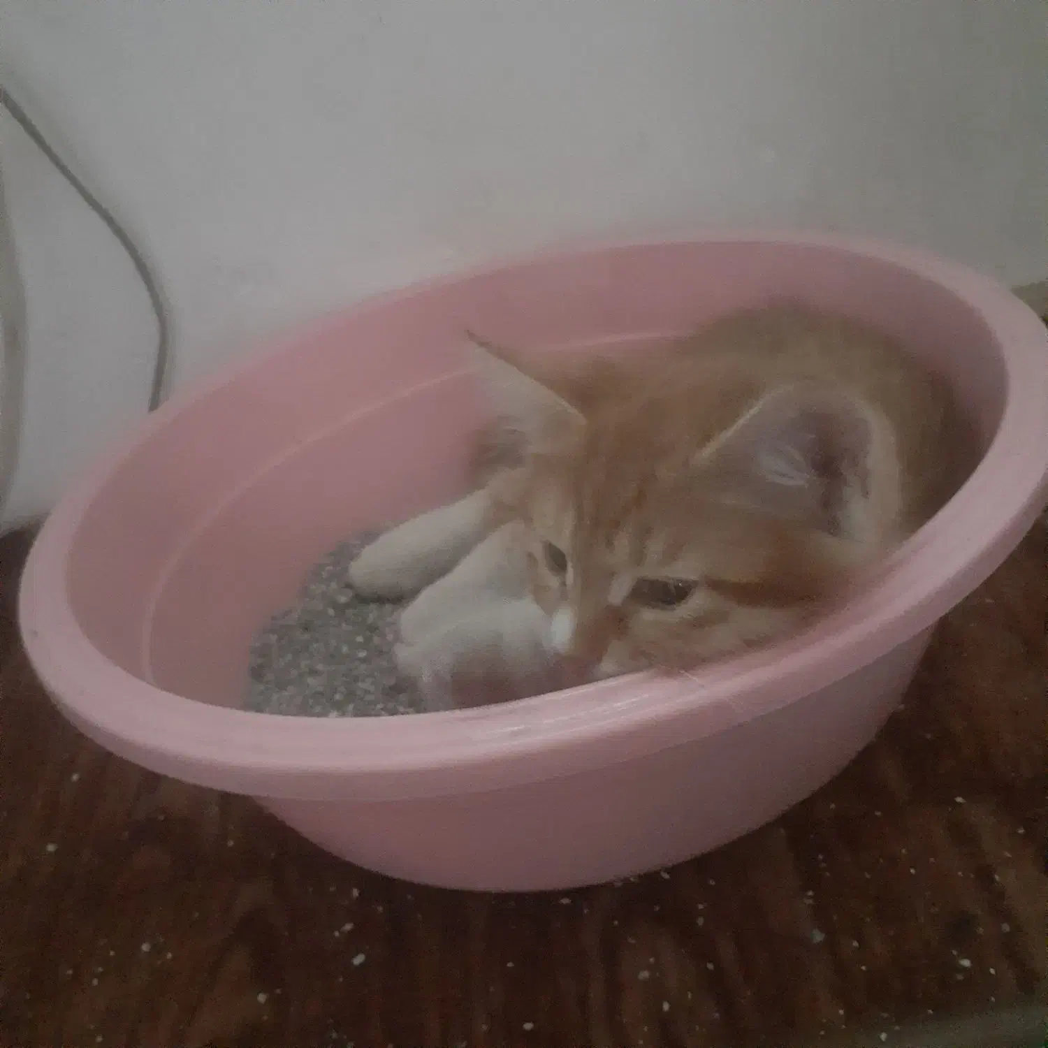 ۲ بچه گربه واگزار میشود|گربه|میاندوآب, |دیوار