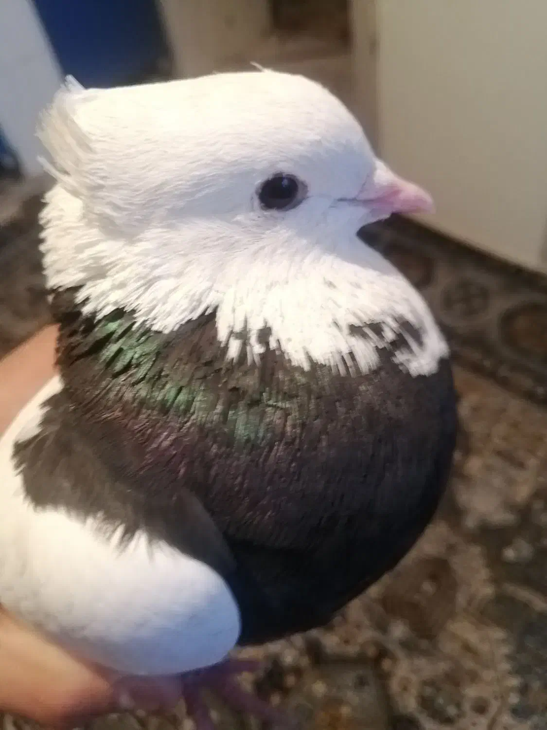 کبوتر|پرنده|یاسوج, |دیوار