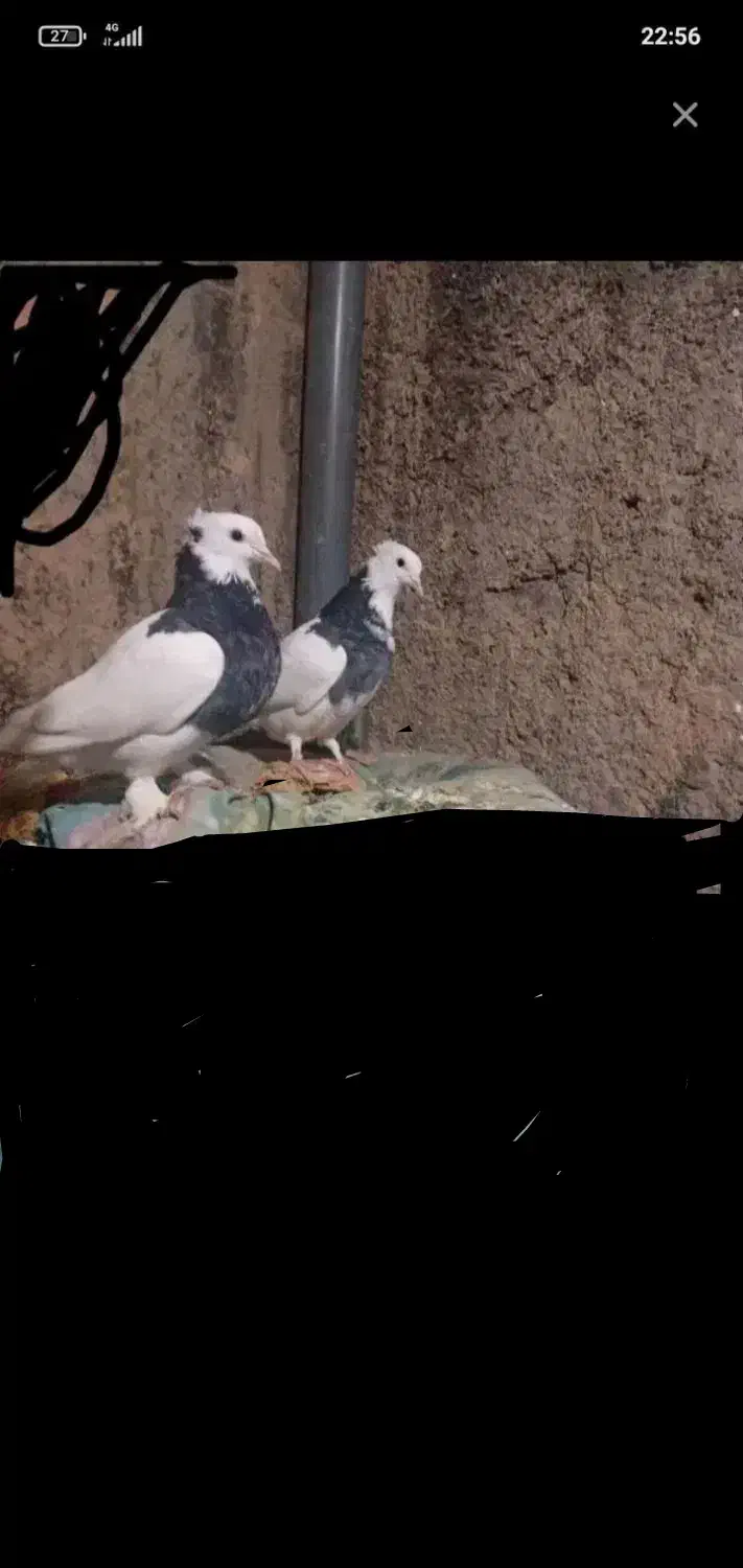 کبوترطوقی|پرنده|نهبندان, |دیوار