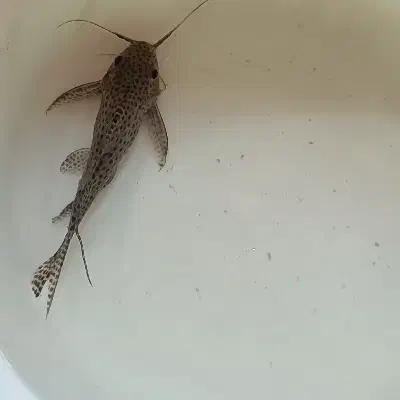 ماهی کت وارونه|ماهی|قم, عشقعلی|دیوار