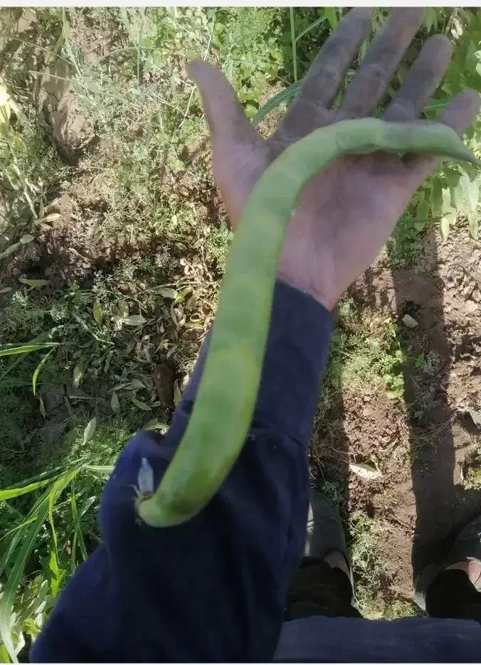 باقالا باقالی با ضمانت|گل و گیاه طبیعی|بروجرد, |دیوار