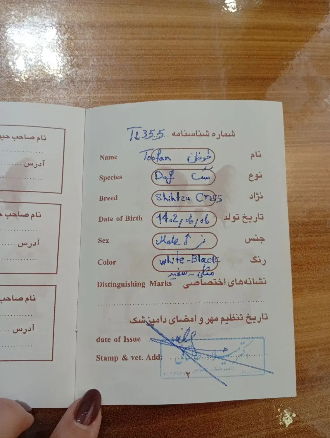شیتزو نر شناسنامه دار|سگ|آستانه اشرفیه, |دیوار