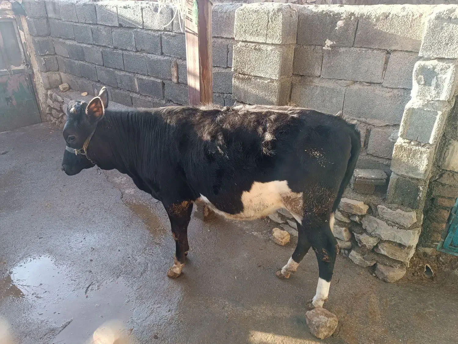 گوساله ماده|حیوانات مزرعه|جوانرود, |دیوار