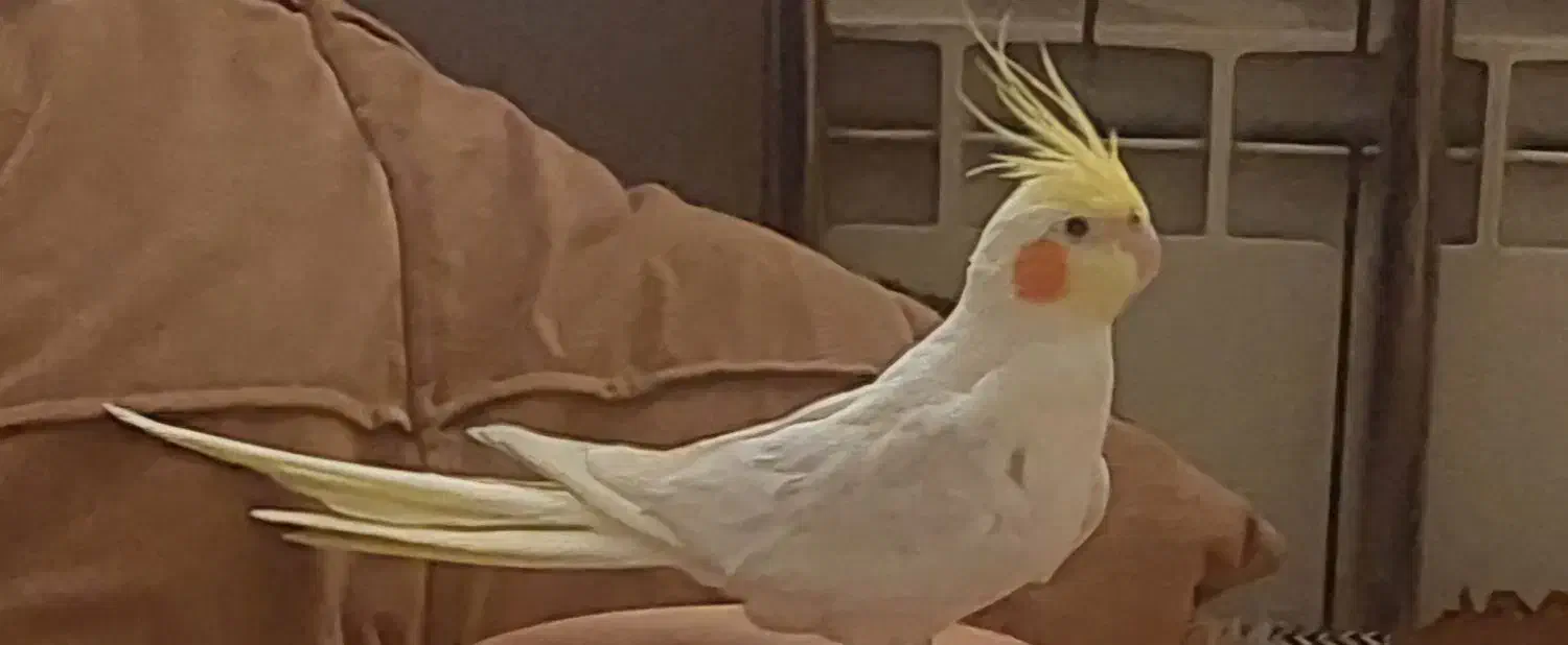 عروس هلندیم گمشده|حیوانات|تهران, افسریه جنوبی|دیوار