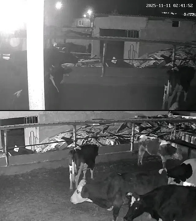 کارگر گاوداری|استخدام سرایداری و نظافت|ایوان, |دیوار