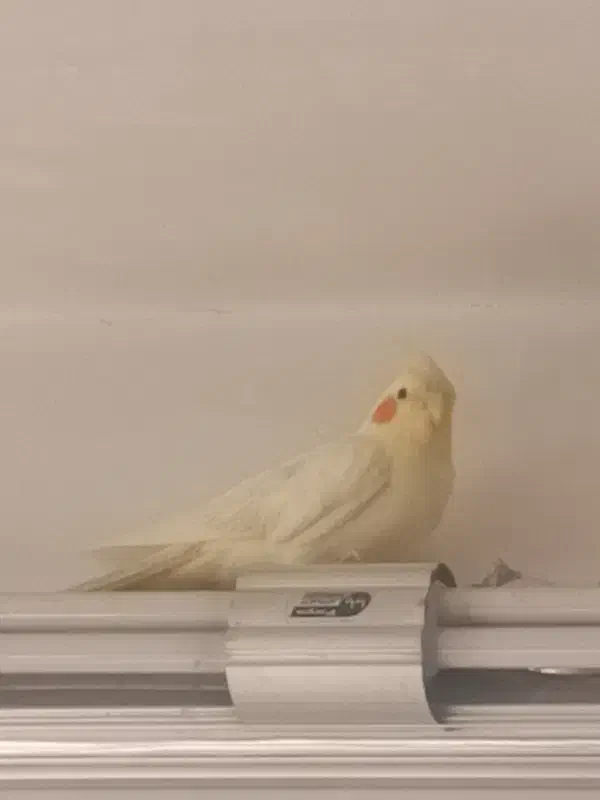 عروس هلندی(لیمو،فندوق)|پرنده|ساوه, |دیوار