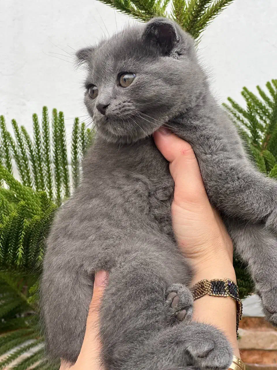 گربه اسکاتیش شورت هیر رنگ بلوو|گربه|بابل, |دیوار