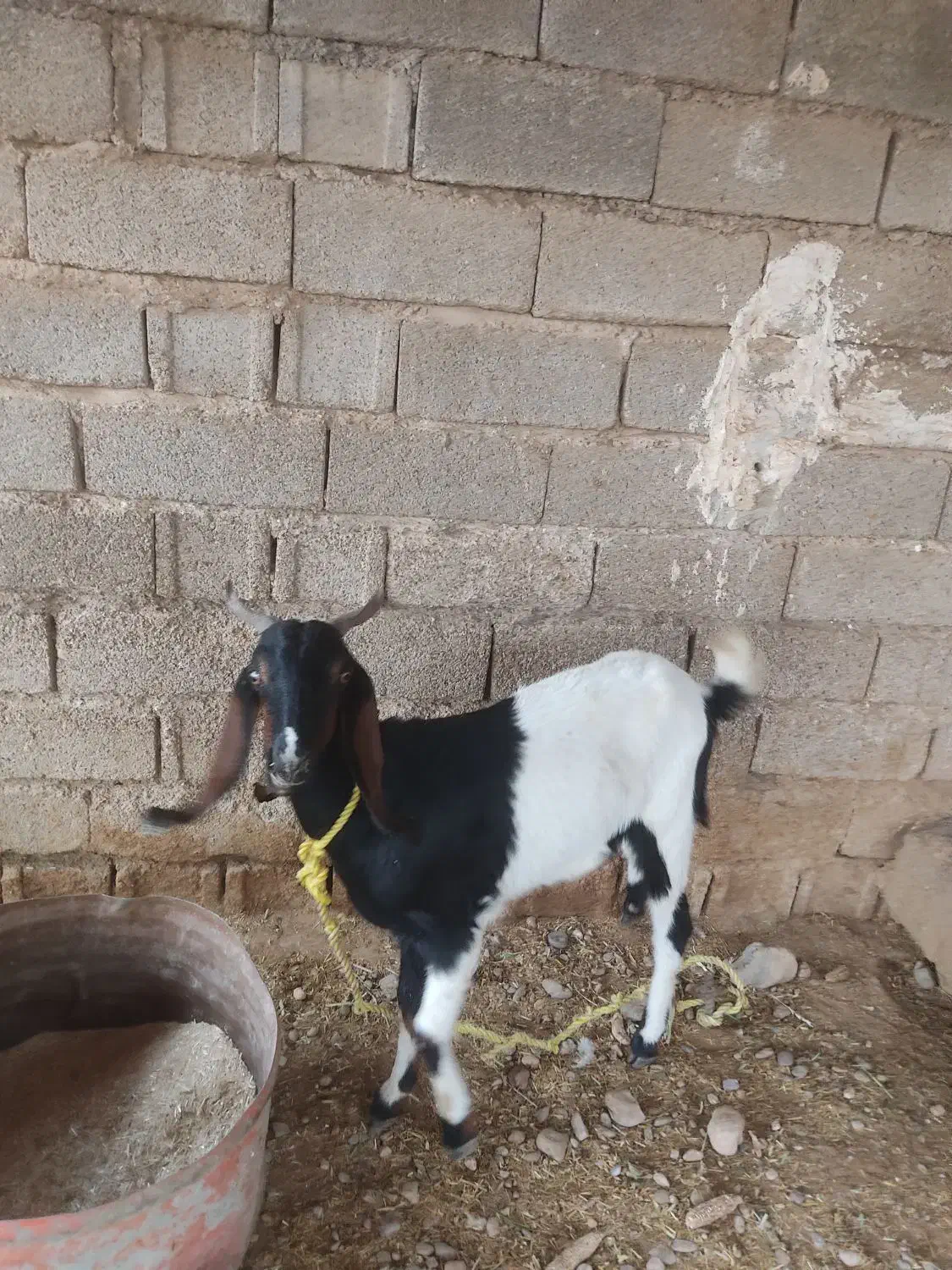 بز افغانی سالم و سرحال|حیوانات مزرعه|شوش, |دیوار