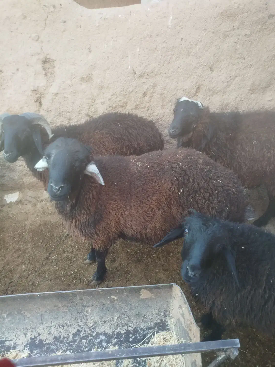 بره های نر چاق ،وزن مختلف|حیوانات مزرعه|ساوه, |دیوار