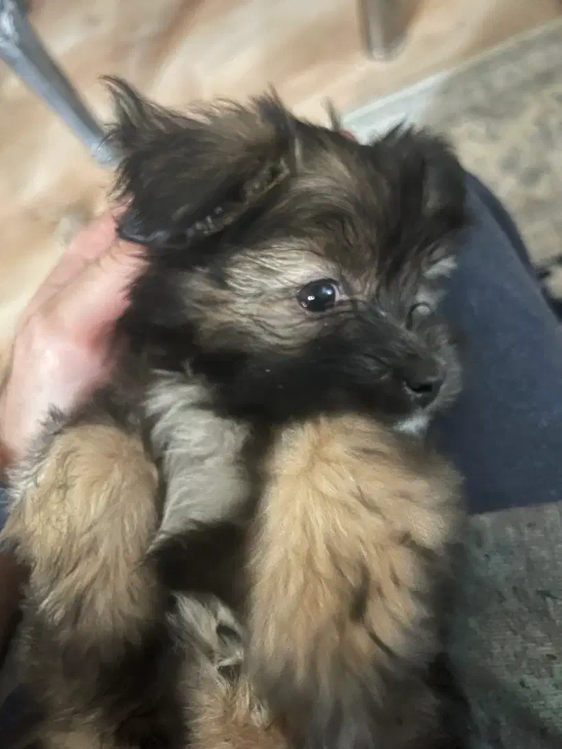 فروش فوری سگ|سگ|مشهد, الهیه|دیوار