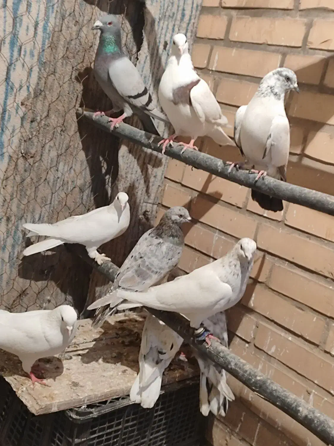 سلام دوستا گفتر تهرانی با شهر ستانی عوز میگنم|پرنده|جوادآباد, |دیوار