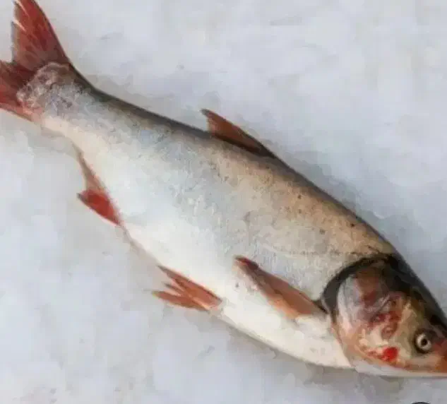 ماهی|ماهی|ایلام, |دیوار