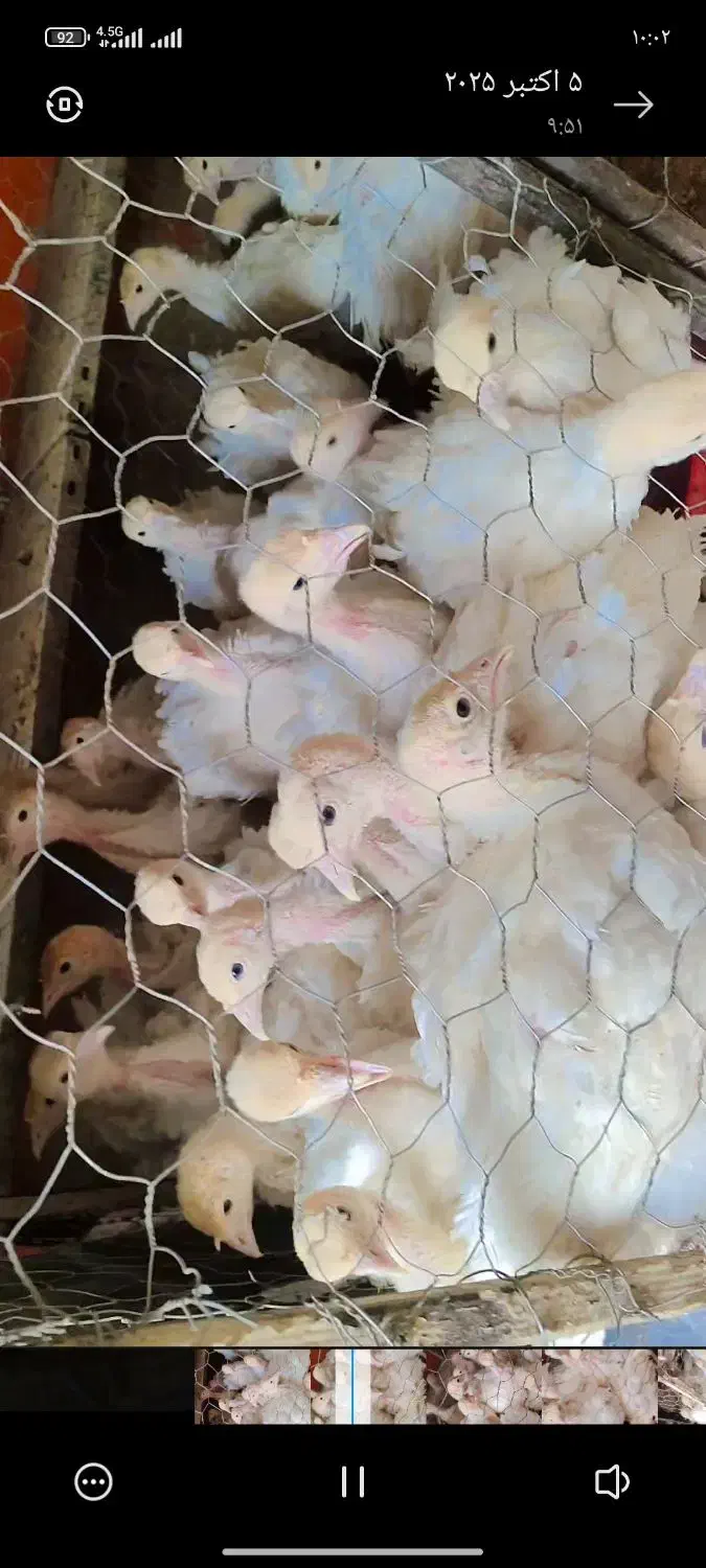 جوجه بوقلمون بیوتی|حیوانات مزرعه|زابل, |دیوار