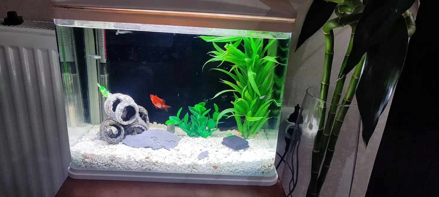 آکواریوم ماهیران|ماهی|رشت, ساغری سازان|دیوار