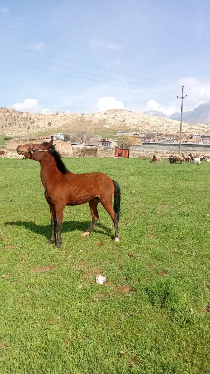 اسب|اسب و تجهیزات اسب‌سواری|خرم‌آباد, |دیوار