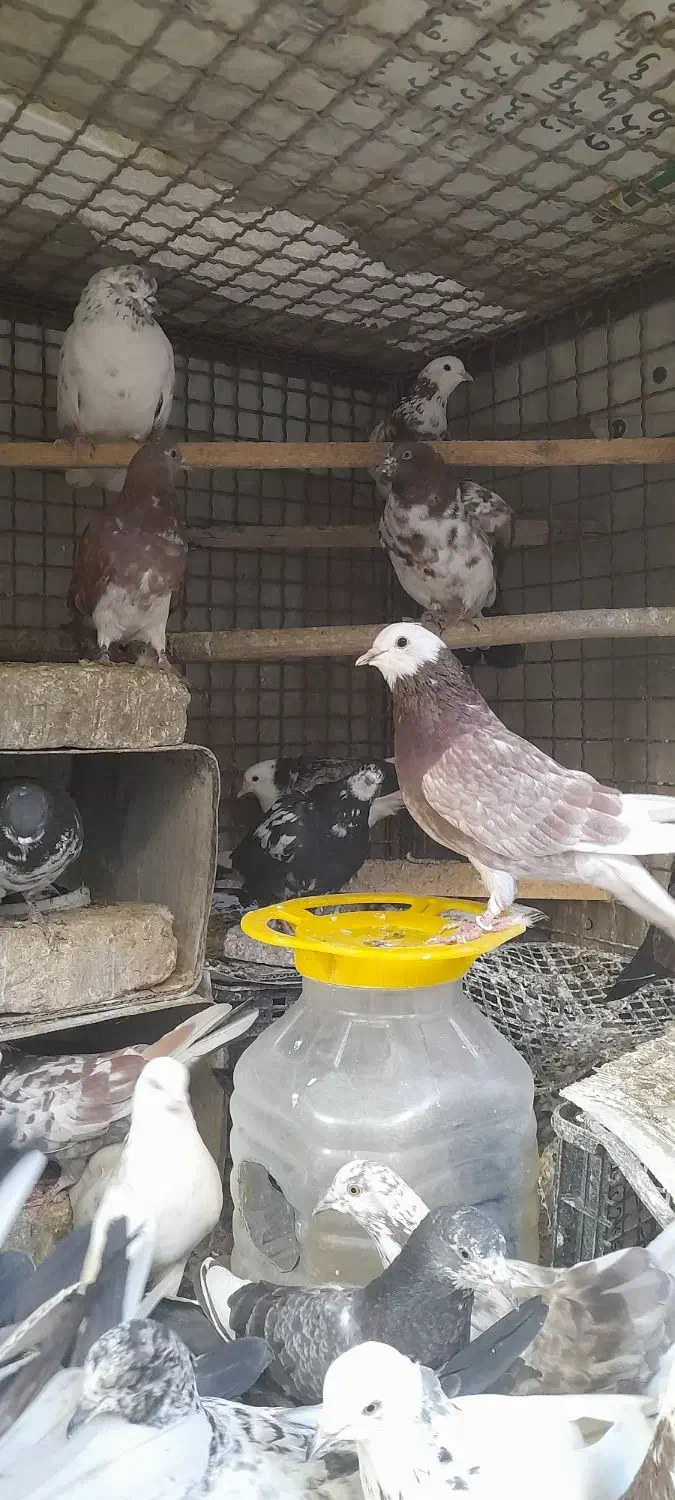 فروش کبوتر|پرنده|هشتگرد, هشتگرد قدیم|دیوار