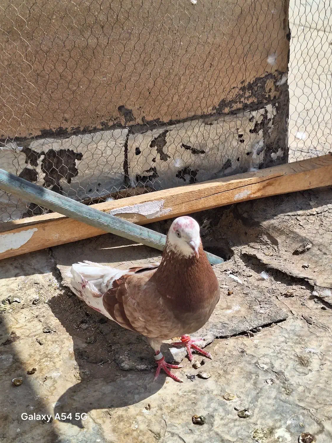 ماده پیس کلهسفید|پرنده|کاشان, کوچه باسکول|دیوار