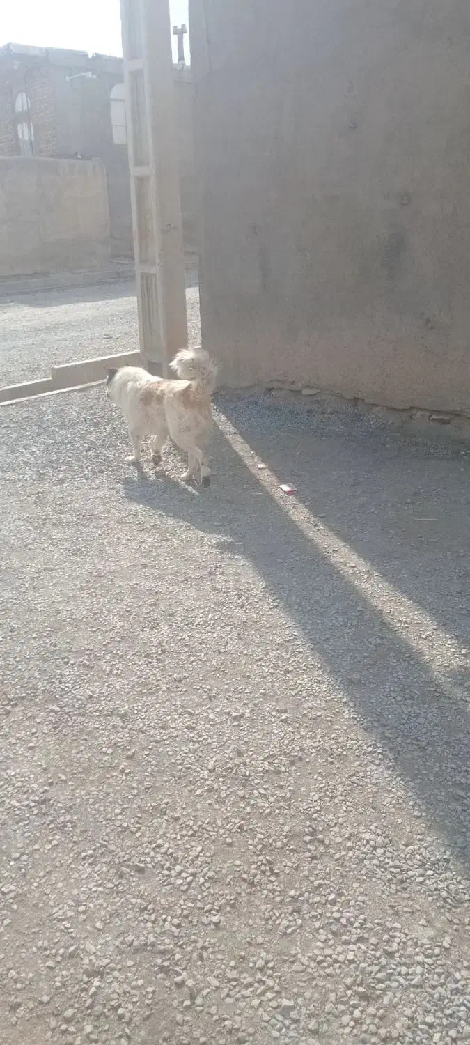 سگ سرابی|سگ|ملایر, |دیوار