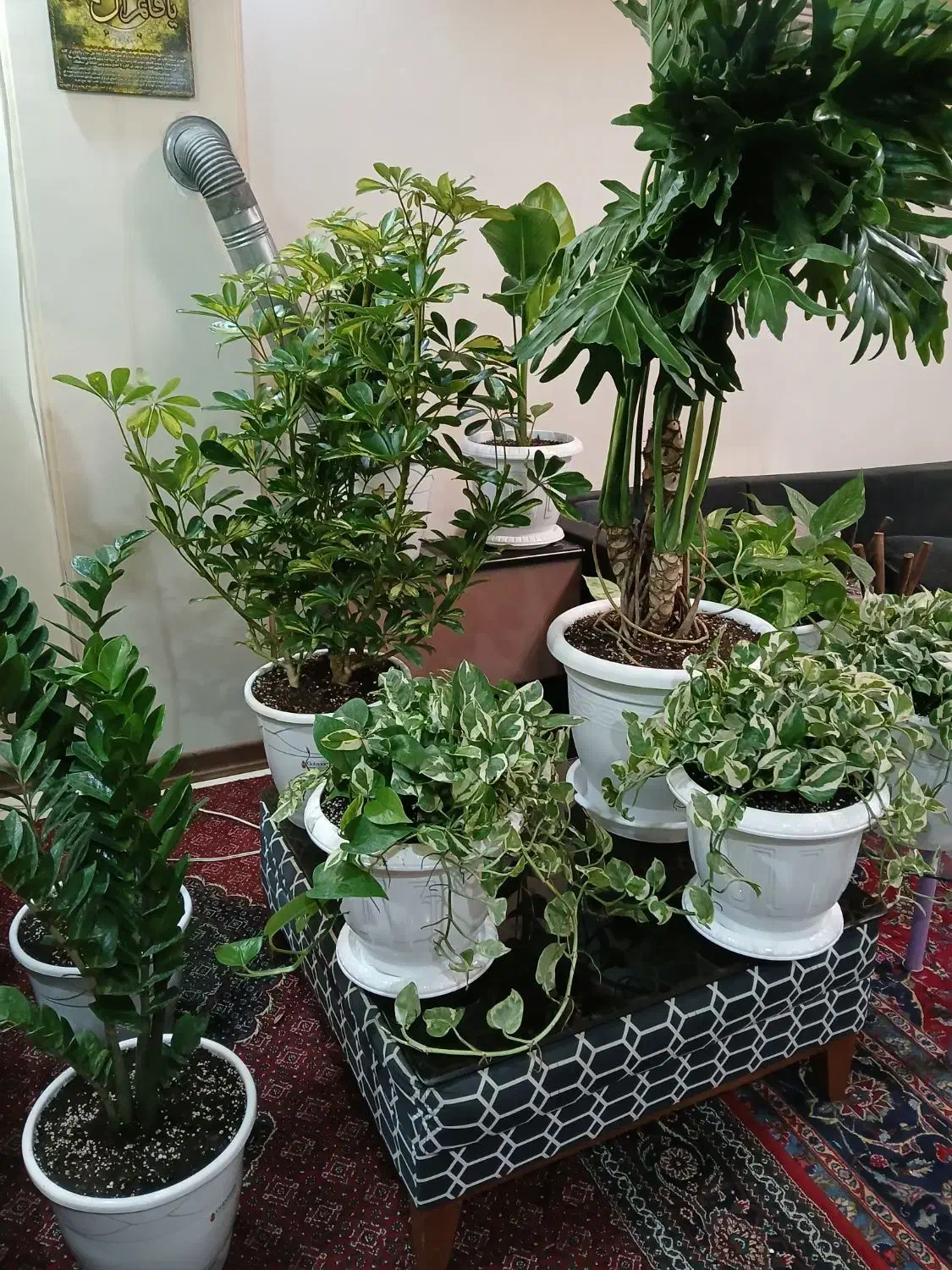 گلهای منحصر به فرد جذاب|گل و گیاه طبیعی|تهران, نیروی هوایی (پیروزی)|دیوار