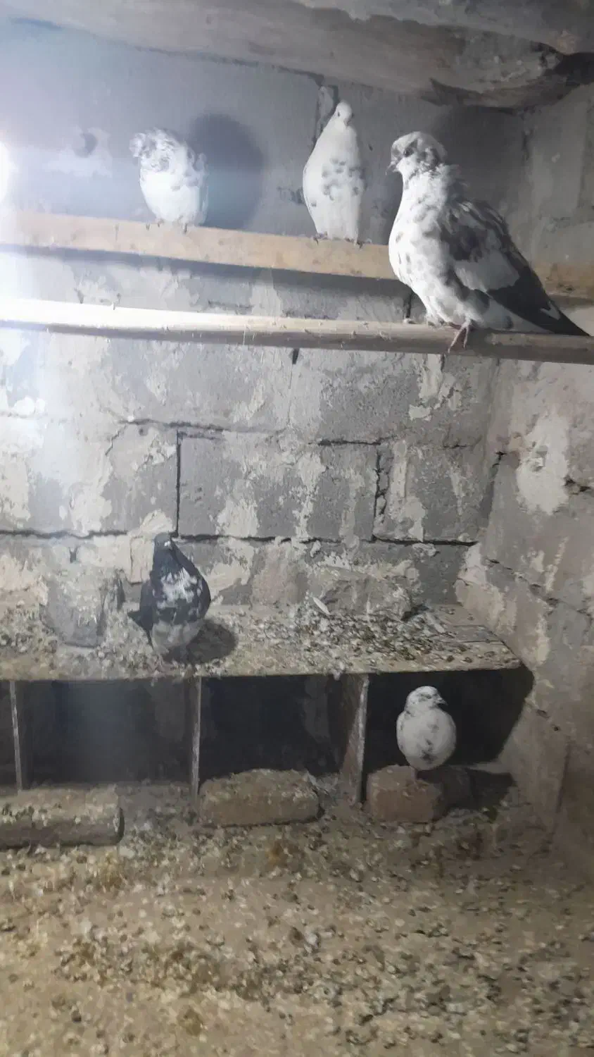 کفتر تهرانی پنج تا|پرنده|مشگین شهر, |دیوار