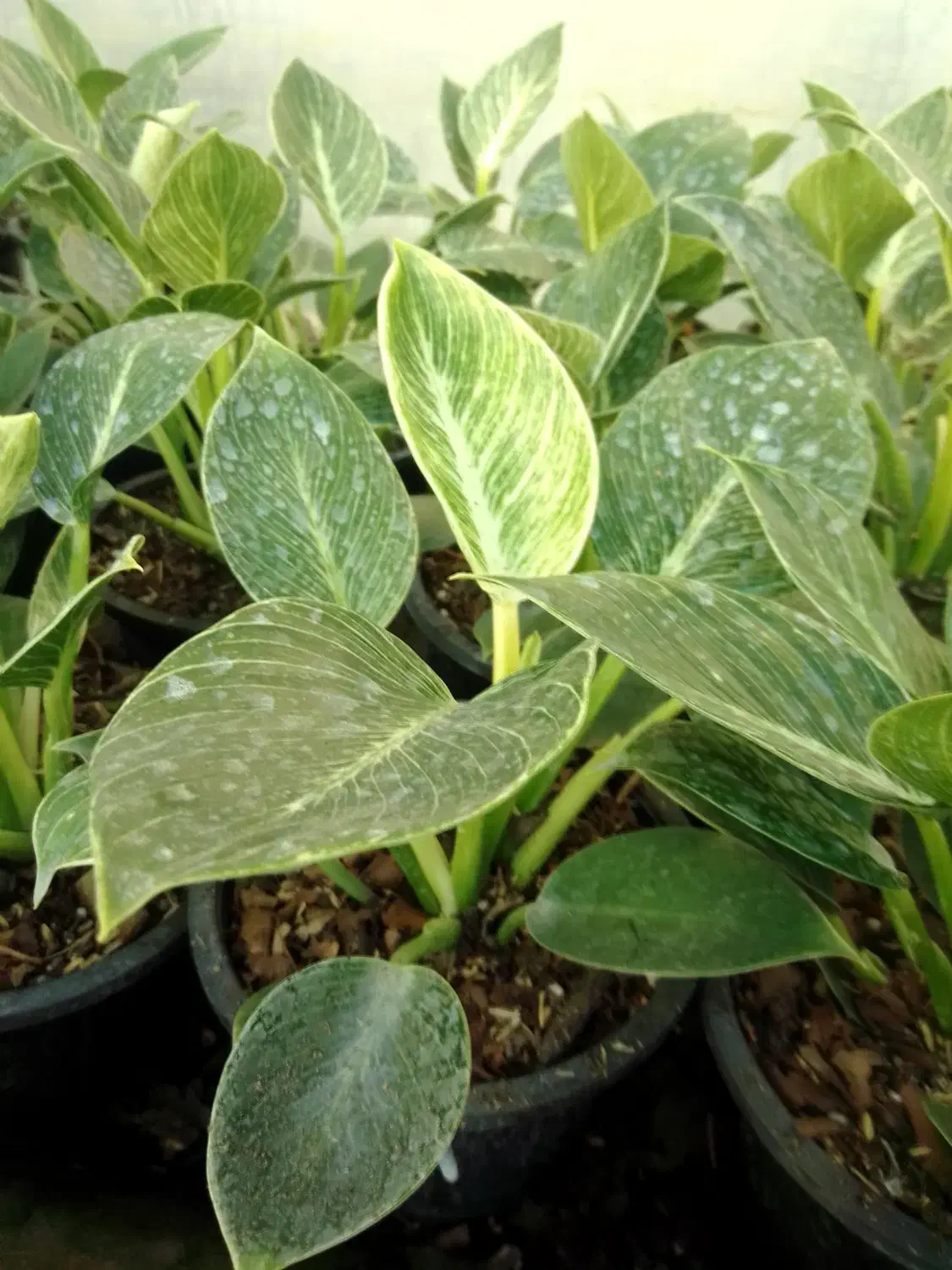 گل طبیعی برکین گلدون 14|گل و گیاه طبیعی|بابل, |دیوار