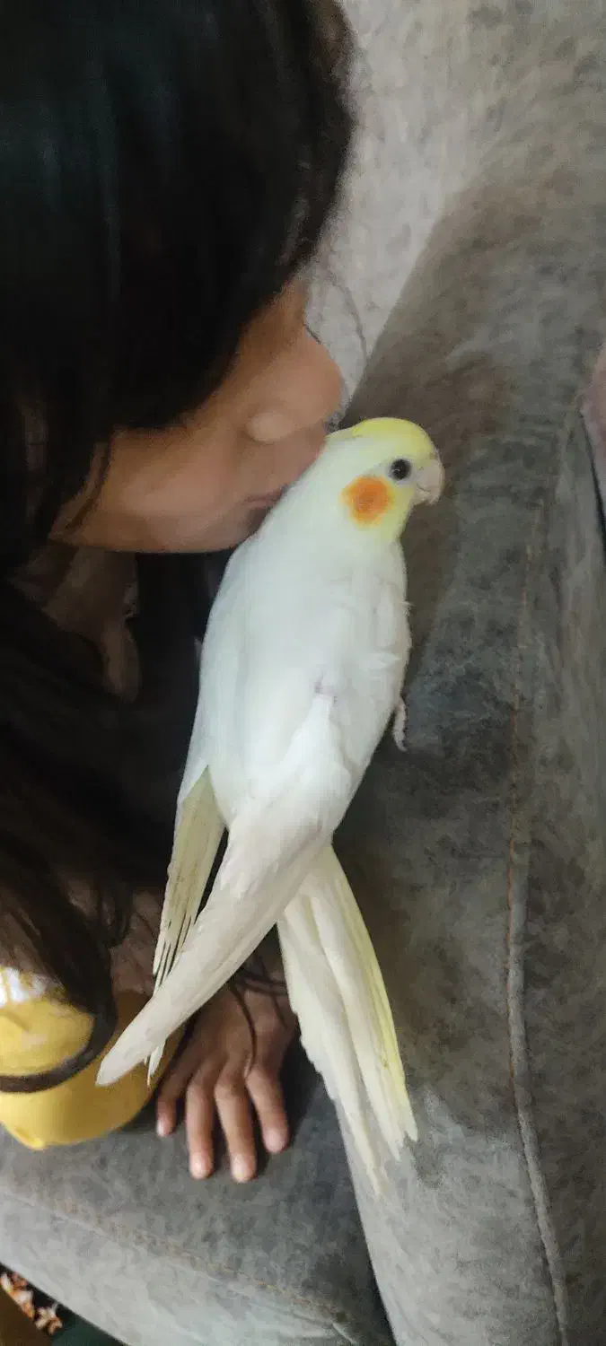 عروس هلندی طوطی دان خور|پرنده|کرمانشاه, |دیوار