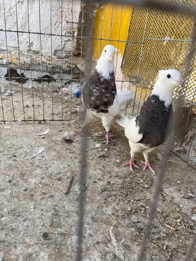 کبوتر|پرنده|جم, |دیوار