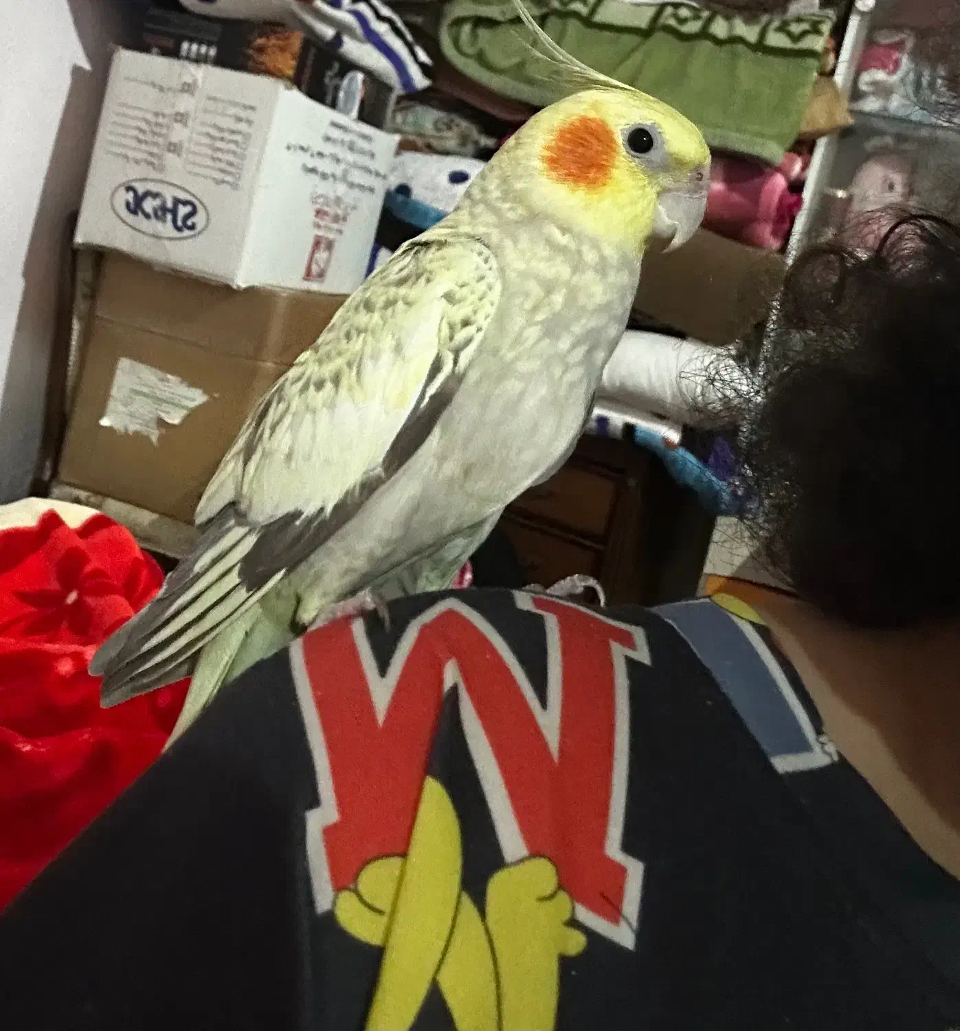 گمشده عروس هلندی|حیوانات|کیش, |دیوار