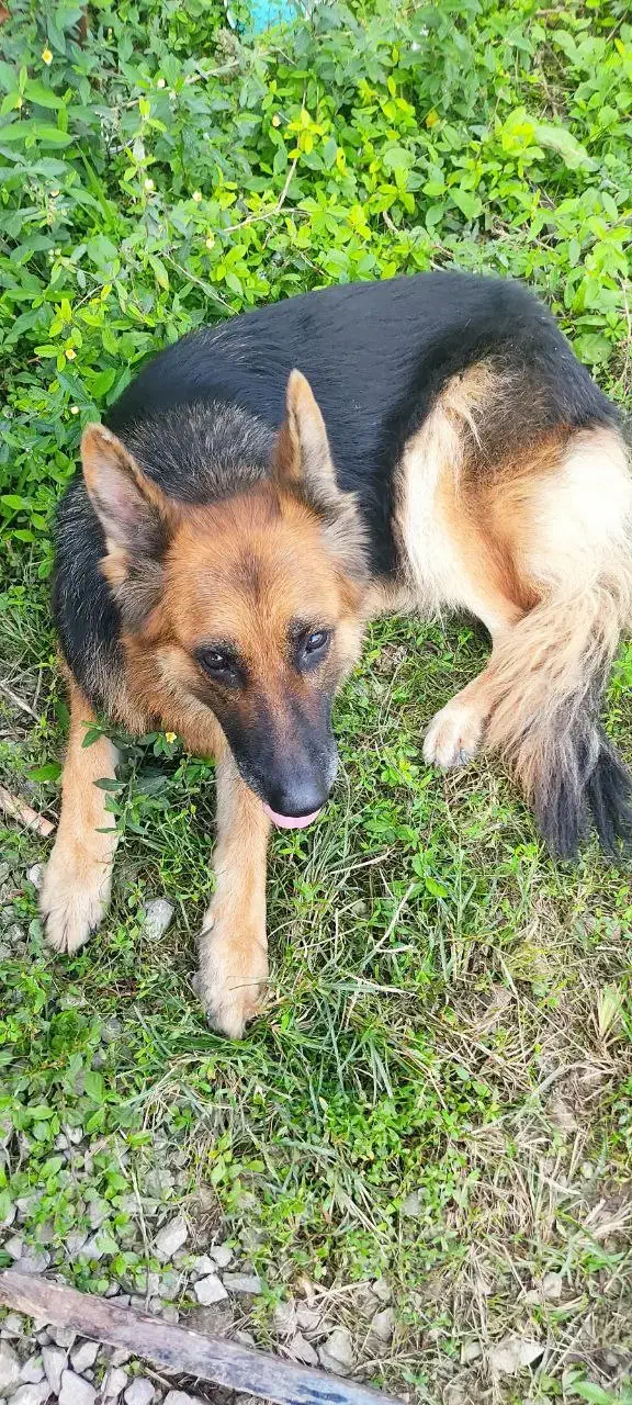 سگ ژرمن نگهبان|سگ|مرزنآباد, |دیوار