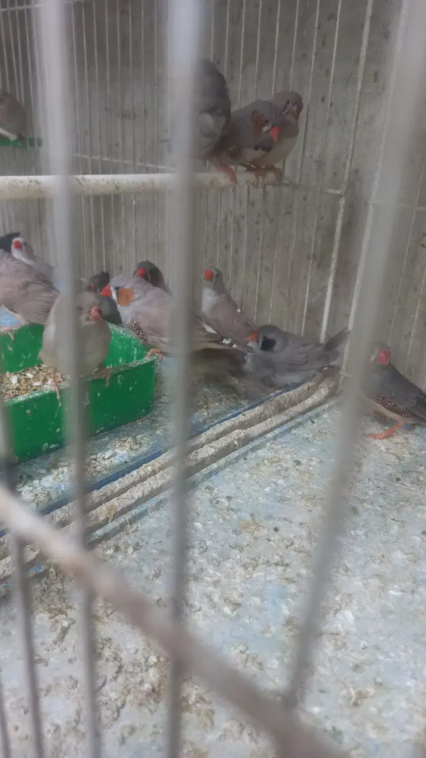 فنچ|پرنده|چناران, |دیوار