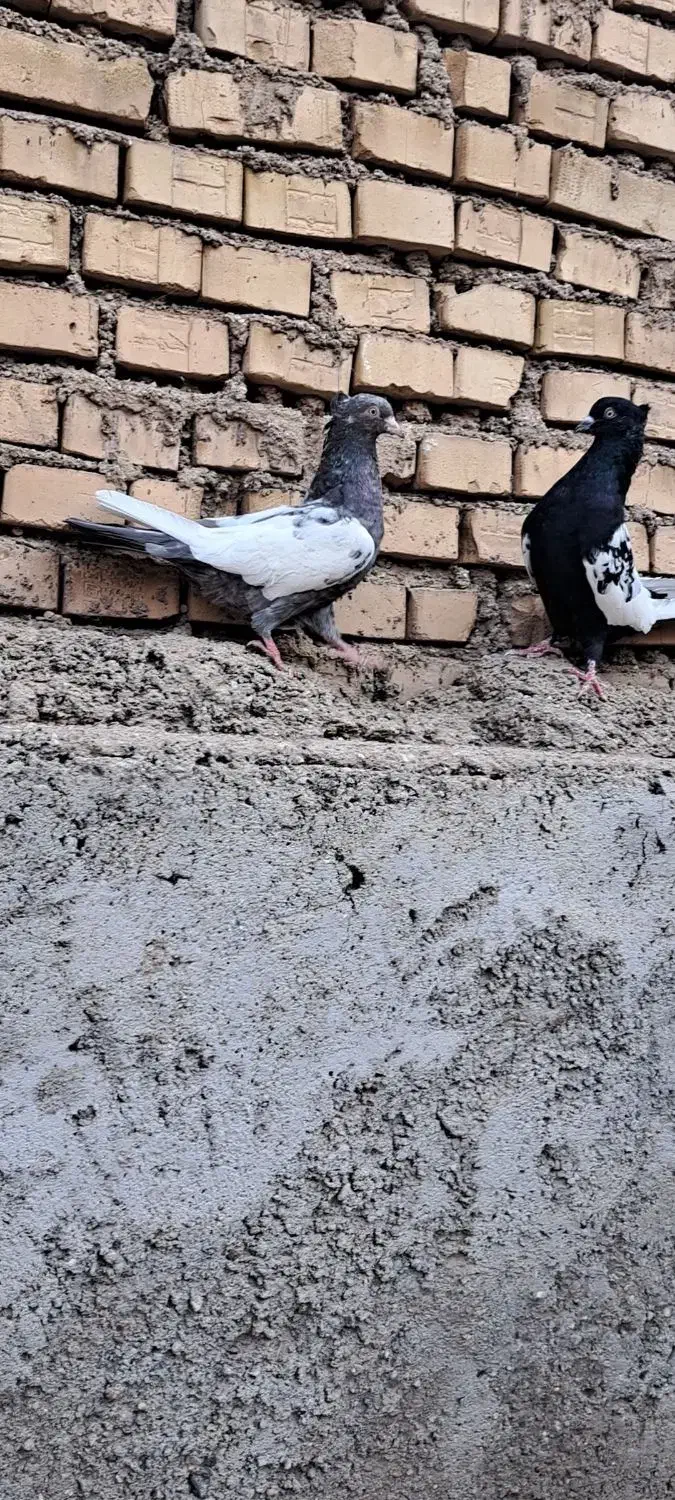 سینه کوهی وسینه سیاه|پرنده|باوی, |دیوار