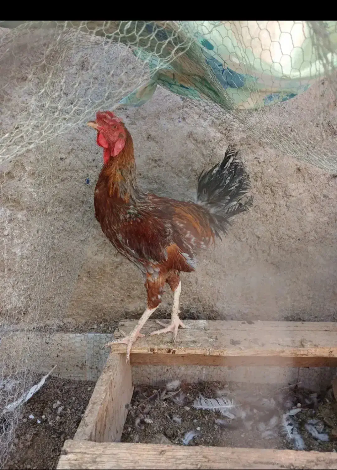 مرغ خروس و غوغاز|حیوانات مزرعه|نیمروز, |دیوار