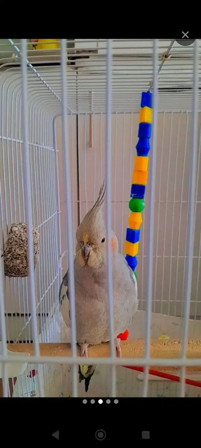 عروس هلندی|پرنده|تربتحیدریه, بالا ولایت|دیوار