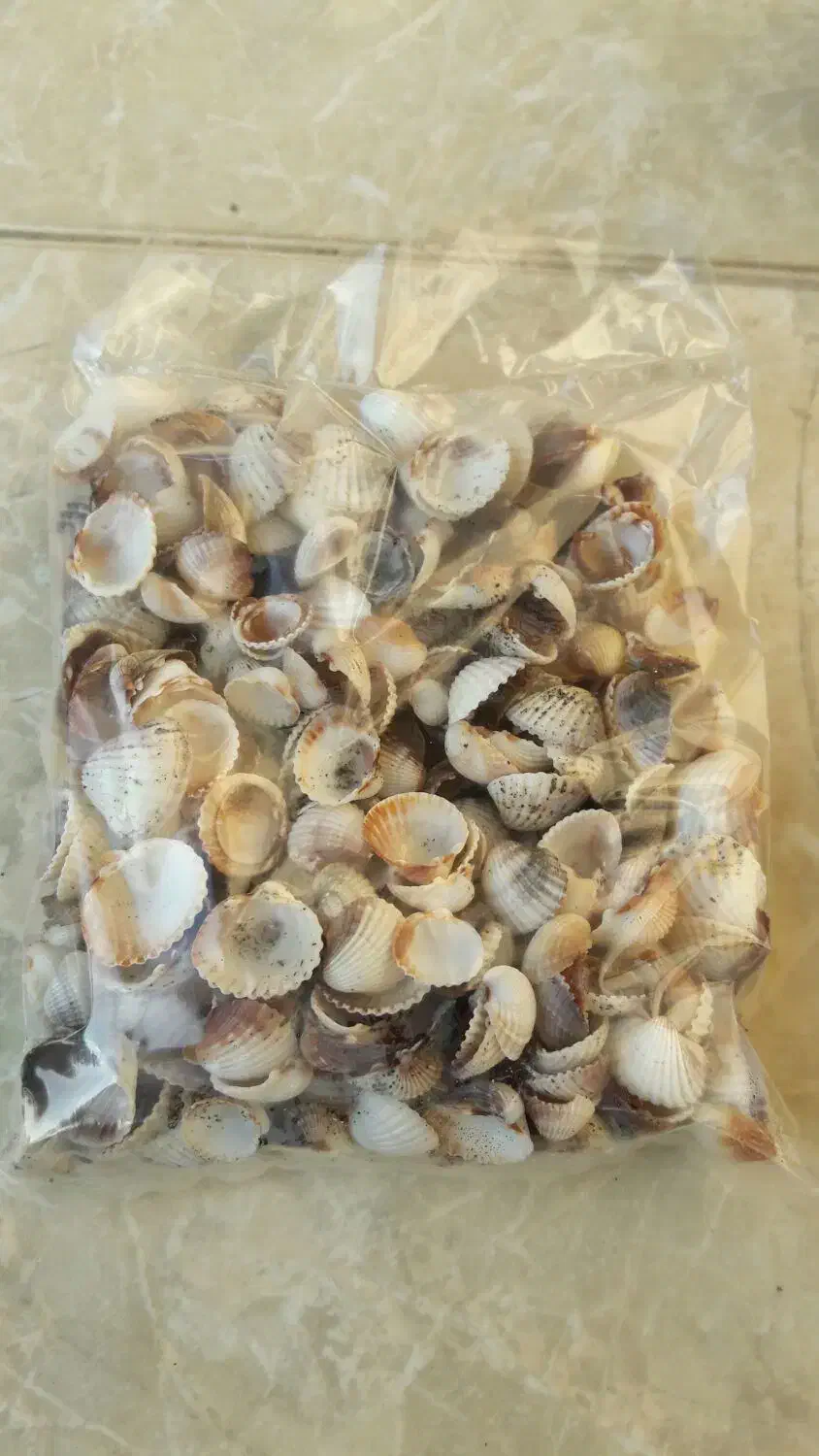 گوش ماهی(صدف دریایی)|پرنده|سنگر, |دیوار