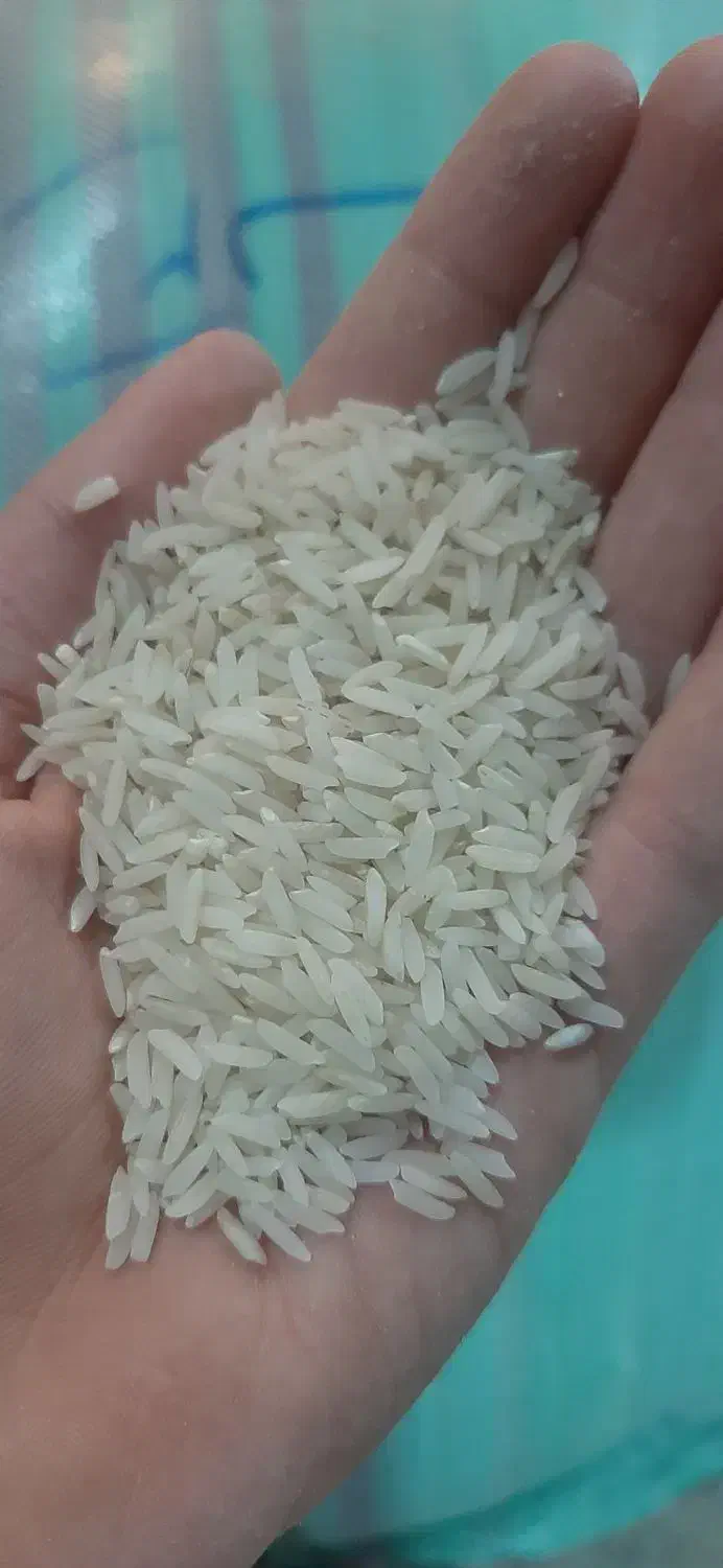 برنج طارم هاشمی درجه یک|خوردنی و آشامیدنی|بابل, |دیوار