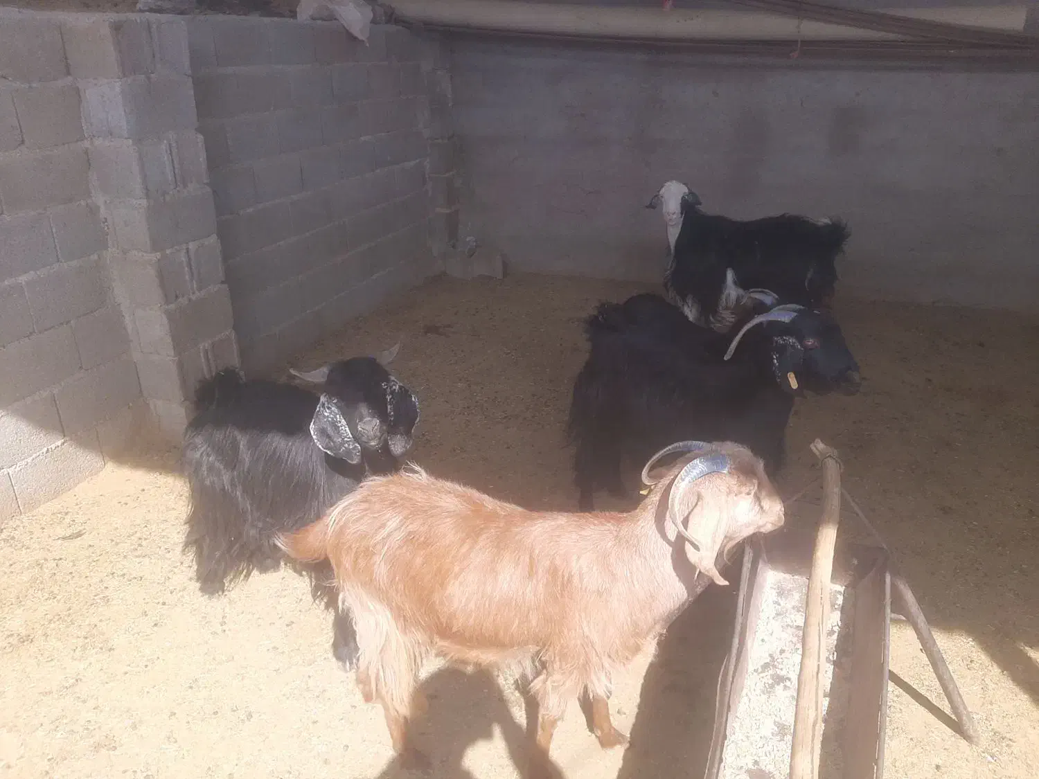 بز چاق تخت بره چاق تخت|حیوانات مزرعه|مرودشت, ده بید|دیوار