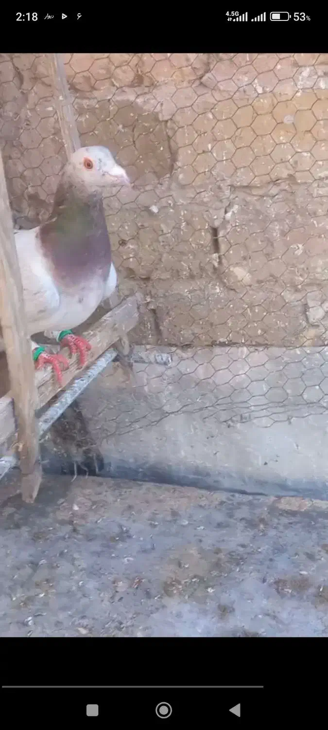 ماده هفترنگ خطی|حیوانات|قزوین, |دیوار