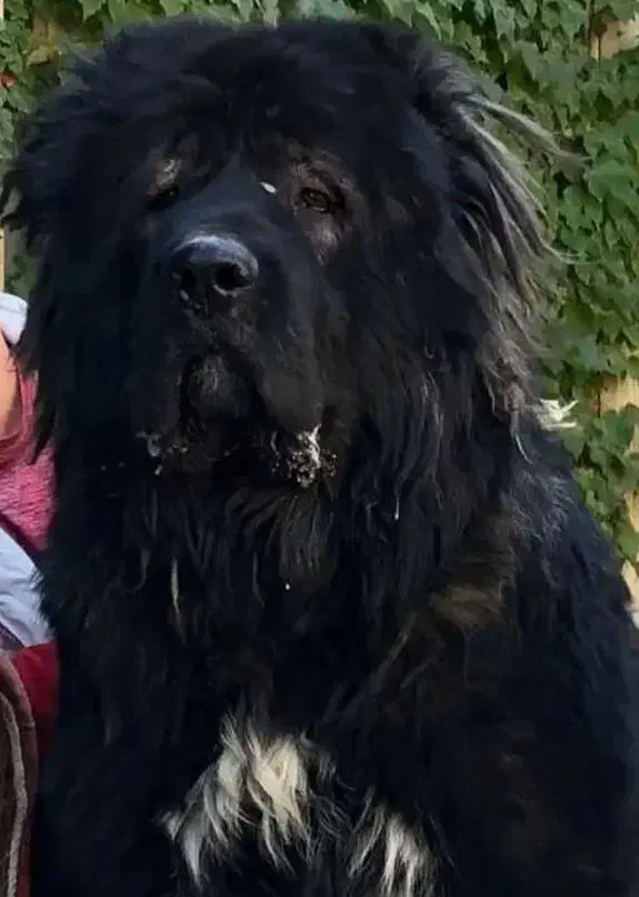 سگ قفقازی ماده نگهبان الابای سراب ژرمن|سگ|تهران, تهرانپارس شرقی|دیوار