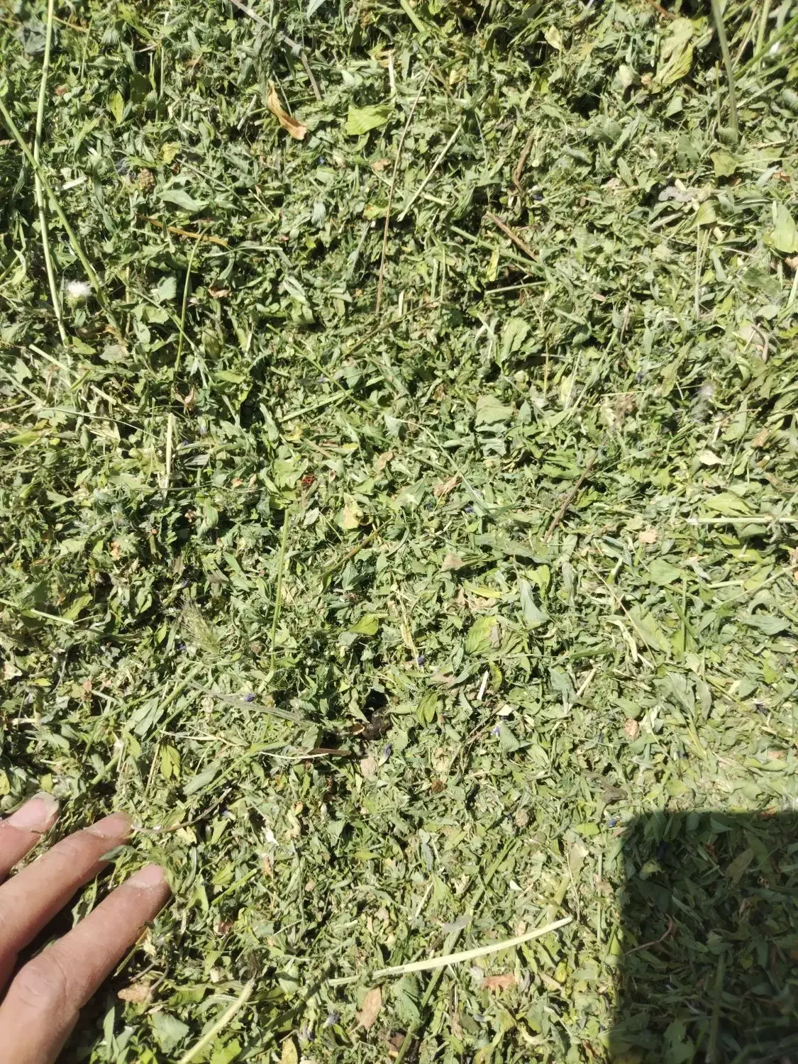 یونجه درجه یک غنچه خورد شده چین چهارم کوهرنگ|حیوانات مزرعه|کوهرنگ, |دیوار